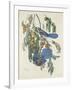 Florida Jays, 1830-John James Audubon-Framed Giclee Print