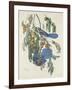 Florida Jays, 1830-John James Audubon-Framed Giclee Print