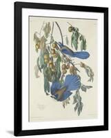 Florida Jays, 1830-John James Audubon-Framed Giclee Print