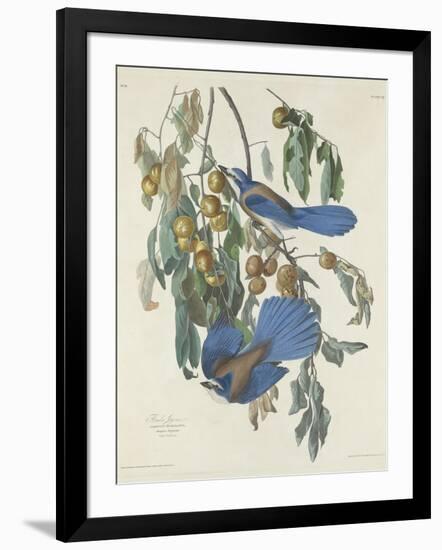 Florida Jays, 1830-John James Audubon-Framed Giclee Print