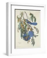 Florida Jays, 1830-John James Audubon-Framed Giclee Print