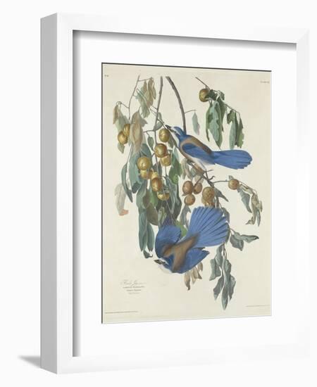 Florida Jays, 1830-John James Audubon-Framed Giclee Print