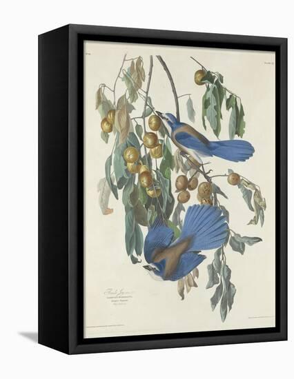 Florida Jays, 1830-John James Audubon-Framed Stretched Canvas
