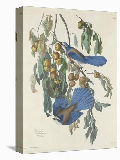 Florida Jays, 1830-John James Audubon-Stretched Canvas