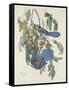 Florida Jays, 1830-John James Audubon-Framed Stretched Canvas