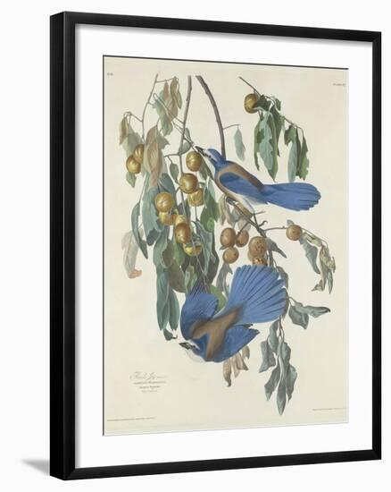 Florida Jays, 1830-John James Audubon-Framed Premium Giclee Print