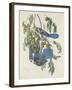 Florida Jays, 1830-John James Audubon-Framed Premium Giclee Print