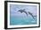 Florida - Jumping Dolphins-Lantern Press-Framed Art Print