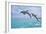 Florida - Jumping Dolphins-Lantern Press-Framed Art Print