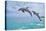 Florida - Jumping Dolphins-Lantern Press-Stretched Canvas