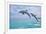 Florida - Jumping Dolphins-Lantern Press-Framed Premium Giclee Print