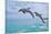 Florida - Jumping Dolphins-Lantern Press-Mounted Premium Giclee Print