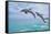 Florida - Jumping Dolphins-Lantern Press-Framed Stretched Canvas