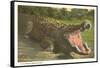 Florida Man-Eater, Alligator-null-Framed Stretched Canvas