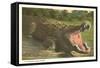 Florida Man-Eater, Alligator-null-Framed Stretched Canvas