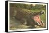 Florida Man-Eater, Alligator-null-Framed Stretched Canvas