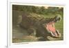 Florida Man-Eater, Alligator-null-Framed Art Print