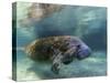 Florida Manatee, Crystal River, Florida, Usa-Rebecca Jackrel-Stretched Canvas