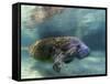 Florida Manatee, Crystal River, Florida, Usa-Rebecca Jackrel-Framed Stretched Canvas