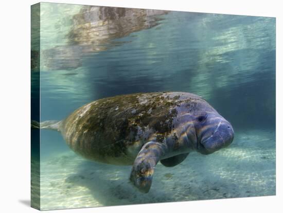 Florida Manatee, Crystal River, Florida, Usa-Rebecca Jackrel-Stretched Canvas