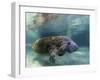 Florida Manatee, Crystal River, Florida, Usa-Rebecca Jackrel-Framed Photographic Print