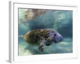 Florida Manatee, Crystal River, Florida, Usa-Rebecca Jackrel-Framed Photographic Print