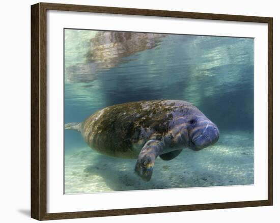 Florida Manatee, Crystal River, Florida, Usa-Rebecca Jackrel-Framed Photographic Print