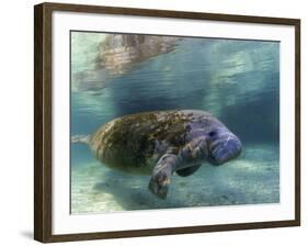 Florida Manatee, Crystal River, Florida, Usa-Rebecca Jackrel-Framed Photographic Print