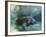 Florida Manatee, Crystal River, Florida, Usa-Rebecca Jackrel-Framed Photographic Print