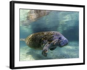 Florida Manatee, Crystal River, Florida, Usa-Rebecca Jackrel-Framed Photographic Print