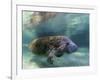 Florida Manatee, Crystal River, Florida, Usa-Rebecca Jackrel-Framed Photographic Print