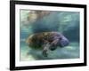 Florida Manatee, Crystal River, Florida, Usa-Rebecca Jackrel-Framed Photographic Print