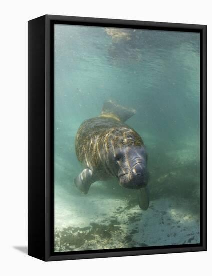 Florida Manatee, Crystal River, Florida, Usa-Rebecca Jackrel-Framed Stretched Canvas