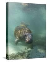 Florida Manatee, Crystal River, Florida, Usa-Rebecca Jackrel-Stretched Canvas