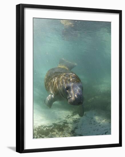 Florida Manatee, Crystal River, Florida, Usa-Rebecca Jackrel-Framed Premium Photographic Print