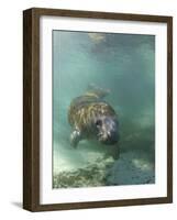 Florida Manatee, Crystal River, Florida, Usa-Rebecca Jackrel-Framed Photographic Print