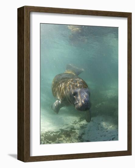 Florida Manatee, Crystal River, Florida, Usa-Rebecca Jackrel-Framed Photographic Print