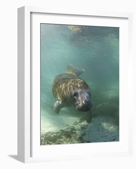 Florida Manatee, Crystal River, Florida, Usa-Rebecca Jackrel-Framed Photographic Print