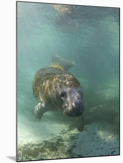 Florida Manatee, Crystal River, Florida, Usa-Rebecca Jackrel-Mounted Photographic Print