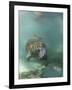 Florida Manatee, Crystal River, Florida, Usa-Rebecca Jackrel-Framed Photographic Print