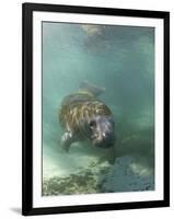 Florida Manatee, Crystal River, Florida, Usa-Rebecca Jackrel-Framed Photographic Print