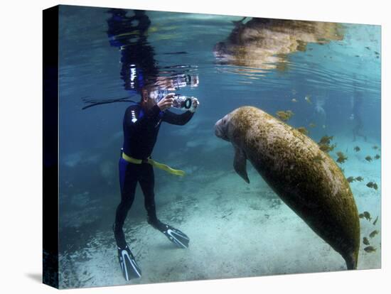 Florida Manatee, Crystal River, Florida, Usa-Rebecca Jackrel-Stretched Canvas