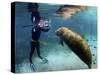 Florida Manatee, Crystal River, Florida, Usa-Rebecca Jackrel-Stretched Canvas