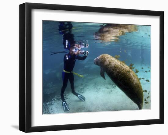 Florida Manatee, Crystal River, Florida, Usa-Rebecca Jackrel-Framed Premium Photographic Print