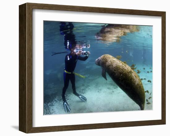 Florida Manatee, Crystal River, Florida, Usa-Rebecca Jackrel-Framed Photographic Print