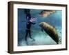 Florida Manatee, Crystal River, Florida, Usa-Rebecca Jackrel-Framed Photographic Print