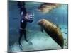 Florida Manatee, Crystal River, Florida, Usa-Rebecca Jackrel-Mounted Photographic Print