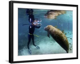 Florida Manatee, Crystal River, Florida, Usa-Rebecca Jackrel-Framed Photographic Print