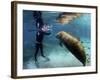 Florida Manatee, Crystal River, Florida, Usa-Rebecca Jackrel-Framed Photographic Print