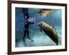 Florida Manatee, Crystal River, Florida, Usa-Rebecca Jackrel-Framed Photographic Print